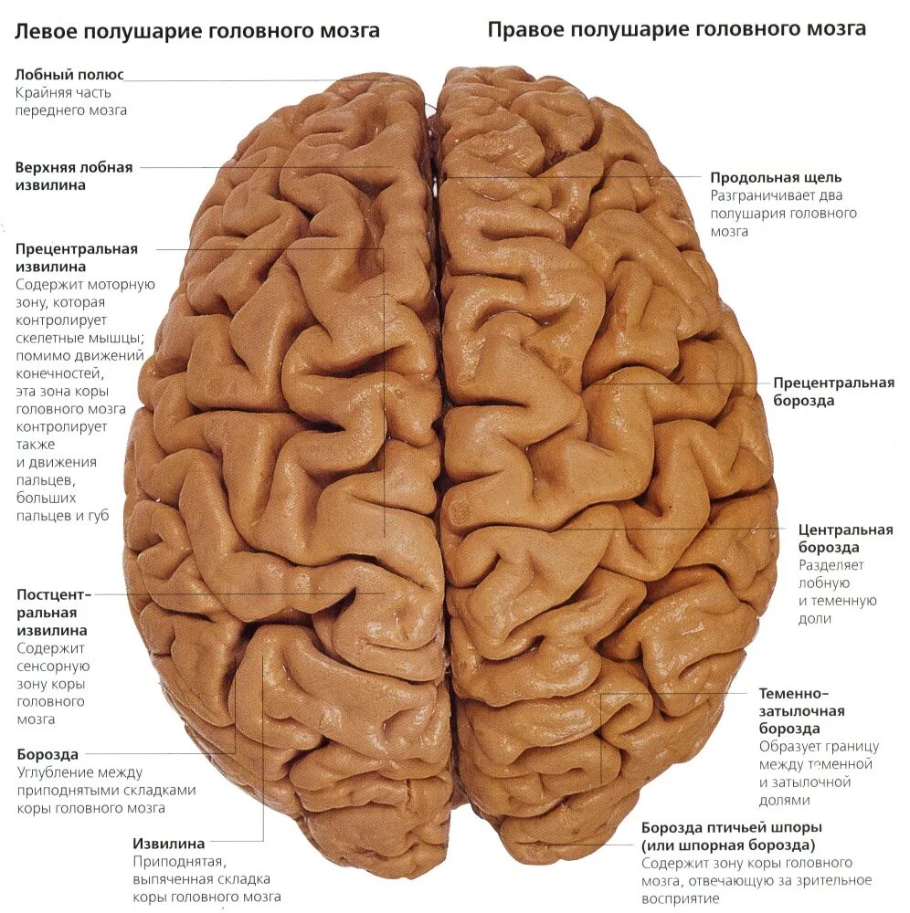 Полушария головного мозга анатомия. Строение полушарий головного мозга. Строение левого и правого полушария. Левая гемисфера головного мозга. Полушария большого мозга соединены