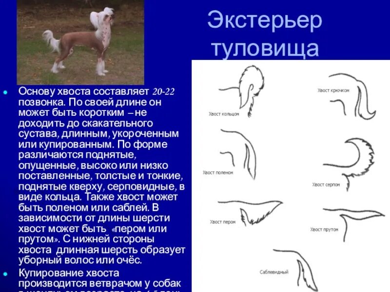 Форма хвоста. Типы хвоста собаки. Виды хвостов у собак. Собачий хвост хвост собаки. Язык длиннее хвоста