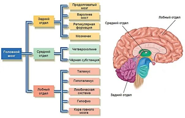 Головном мозге и обмена