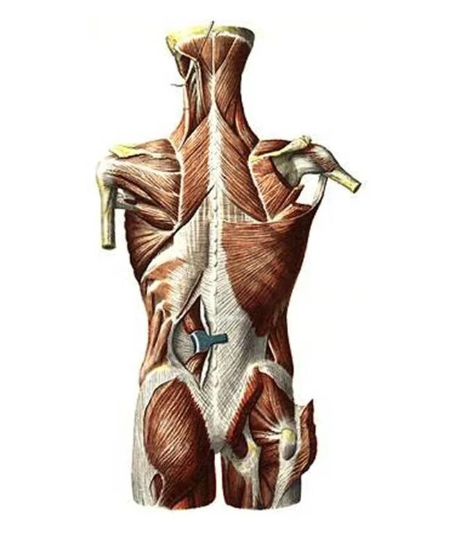 Мышцы спины поверхностные и глубокие слои анатомия. Поверхностные мышцы спины анатомия. Поверхностные мышцы спины 2 слой. Мышцы спины анатомия поверхностный слой.