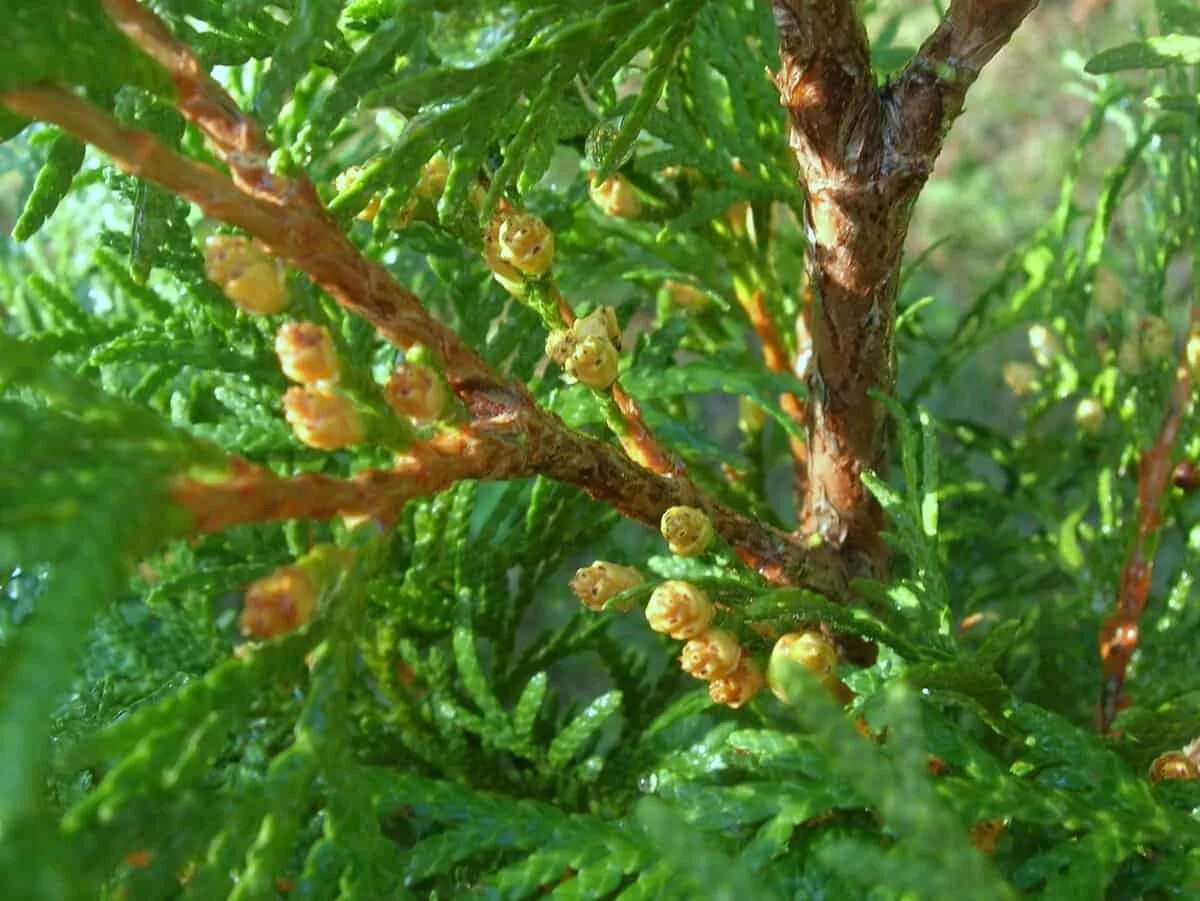 туя смарагд укоренить черенки. шютте можжевельника казацкого. ложнощитовка туи смарагд. туя occidentalis шишки. черенки туи смарагд.