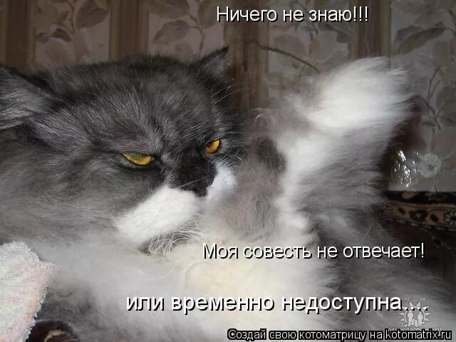 Прикольные коты с надписями. Не знаю картинка. Ничего не знаю. Когда ничего а когда ничего. Ты знала.