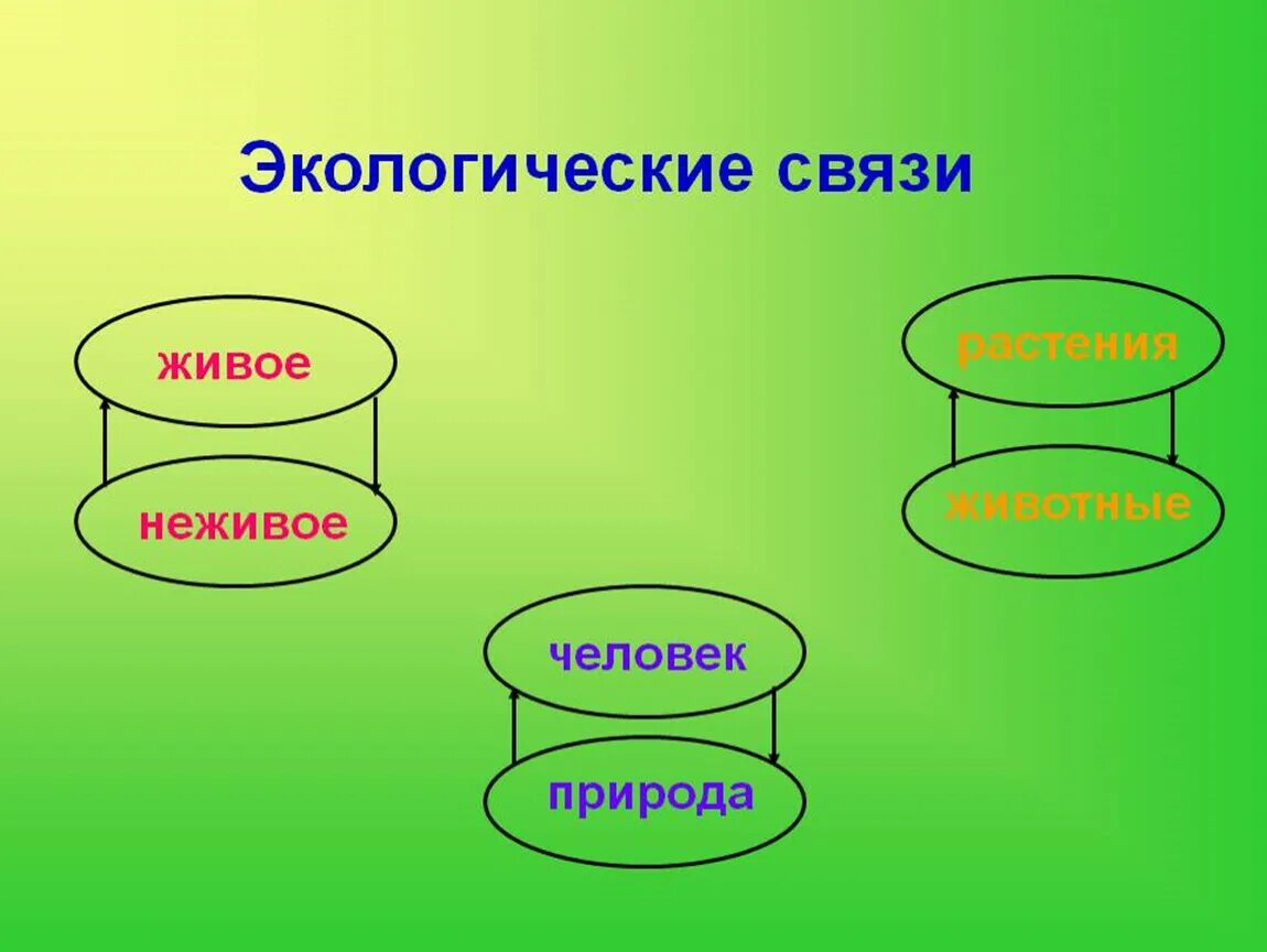 Чему учит общение с живой природой. Экологические связи. Экологические связи в природе. Экологические связи живое неживое. Экологические связи схема.