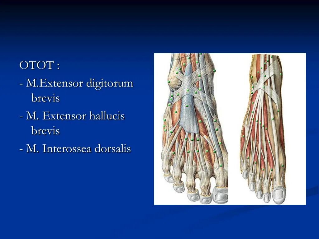M extensor digitorum. M hallucis brevis. разгибатель пальцев m. extensor digitorum. m extensor digitorum brevis.