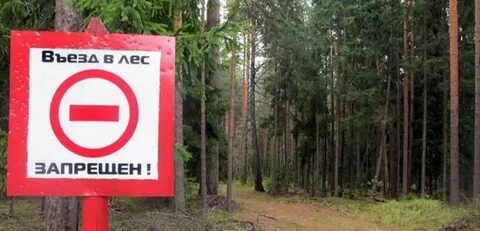 В месте выезда из лесистого