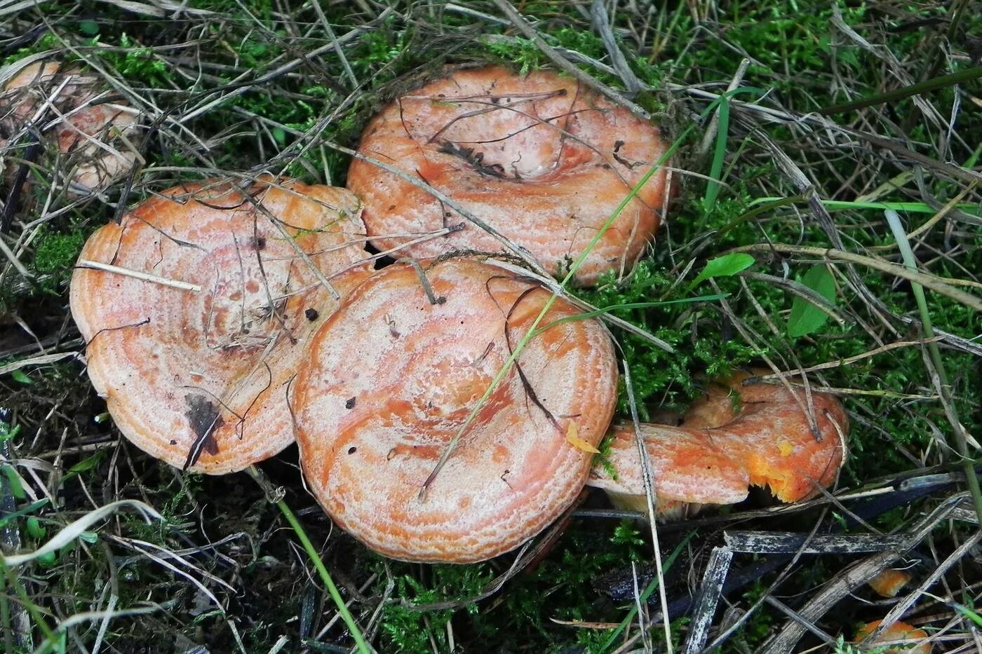 Сколько стоит рыжиков. Крымские рыжики грибы. Рыжик Крымский. Гриб Рыжик хвойных лесов. Рыжики Сибирские гриб.