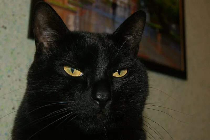 Барсик кот черный. Черного кота Барсика. Кот Барсик черный с белом. Кот Барсик чёрно белый.