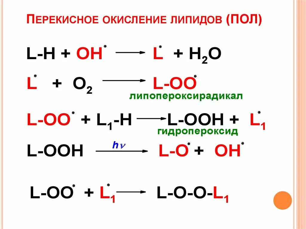 Пол липидов. Схема механизма перекисного окисления липидов. Цепная реакция окисления липидов. Стадии перекисного окисления липидов. Реакции перекисного окисления липидов.