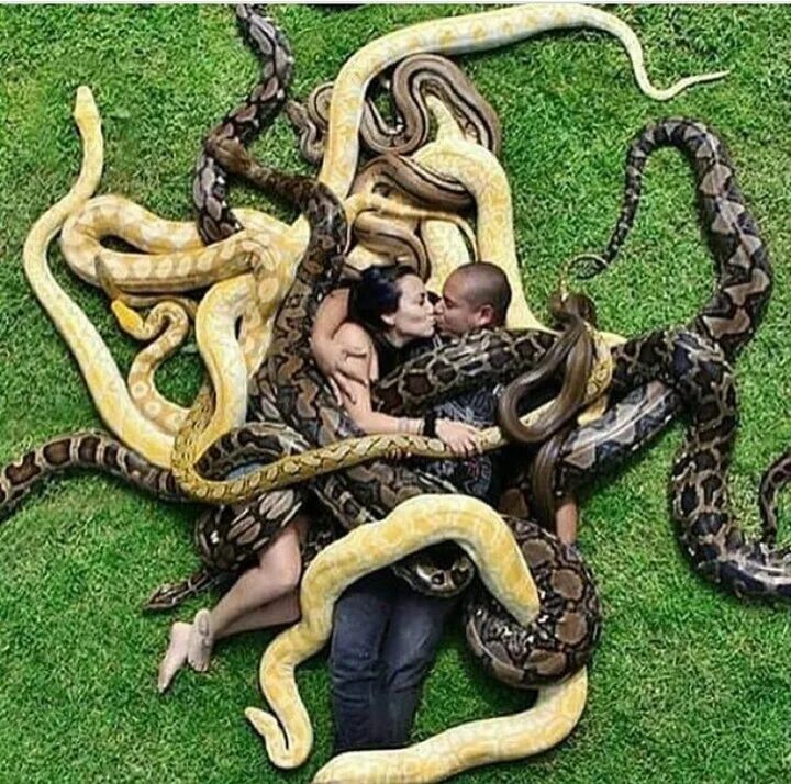 You ever seen a snake
