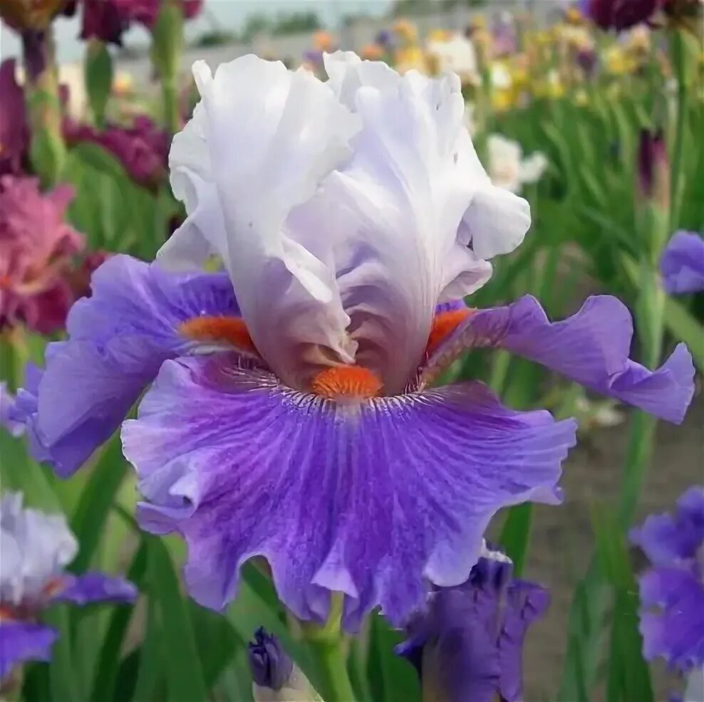 Iris germanica titan's glory. Ирис сибирский (iris sibirica `barcelona`). Семейство iridaceae - касатиковые. Ирис инк пэтернз. Ирис платинум пассион.