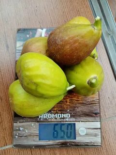 Инжир саженцы краснодар