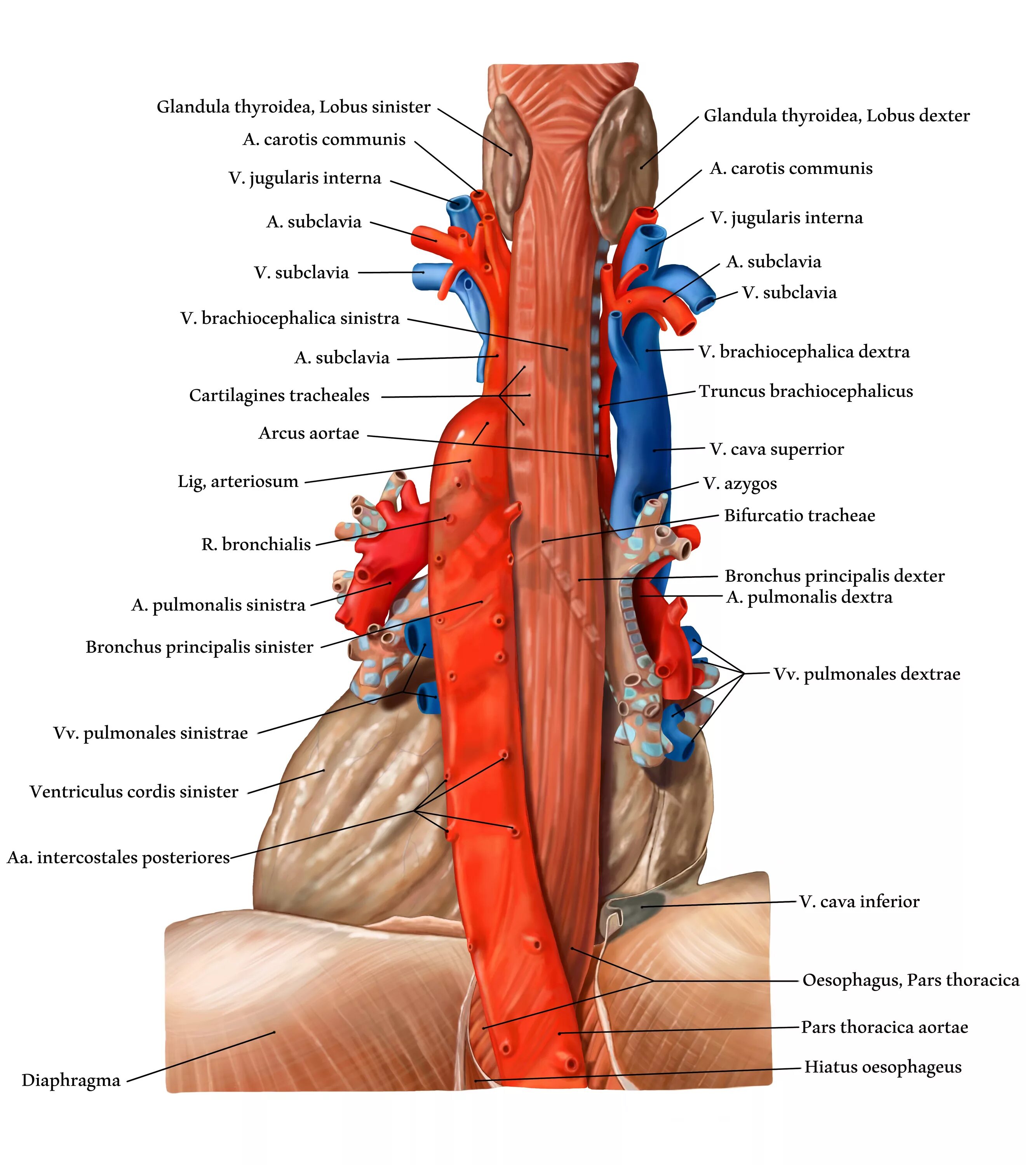 Аорта анатомия неттер. Thoracica interna. Pars thoracica. Oesophagus (pars cervicalis). Аорта дуга аорты анатомия.