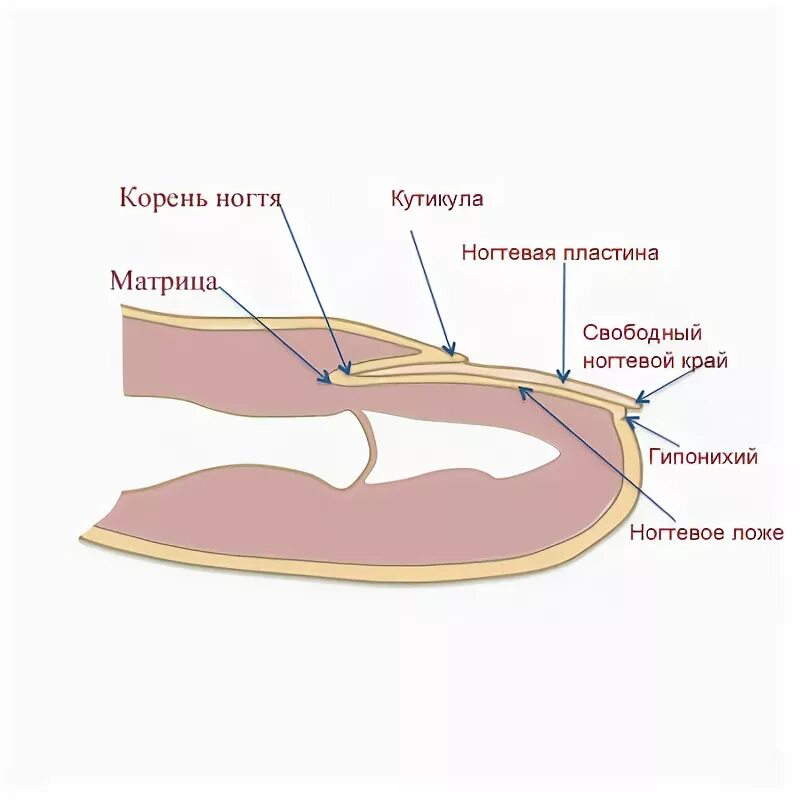 Ноготь корень слова