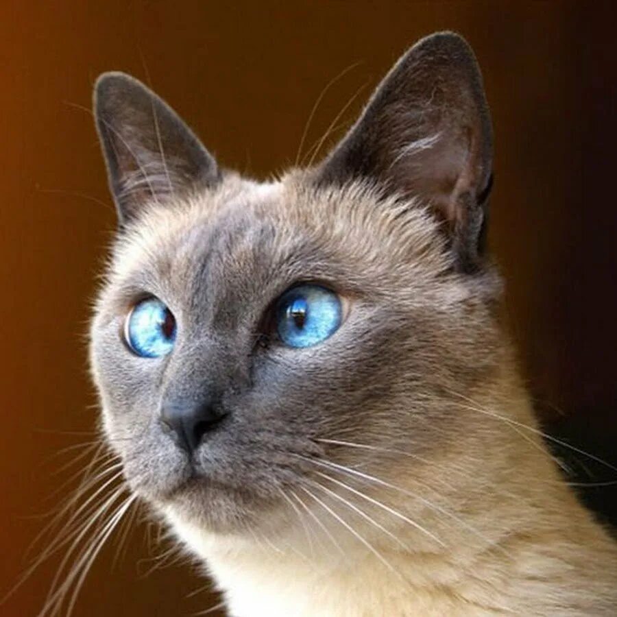 Картинки косых глаз. Сиамский кот косоглазый. сиамская кошка. косые коты. кошка с косыми глазами.