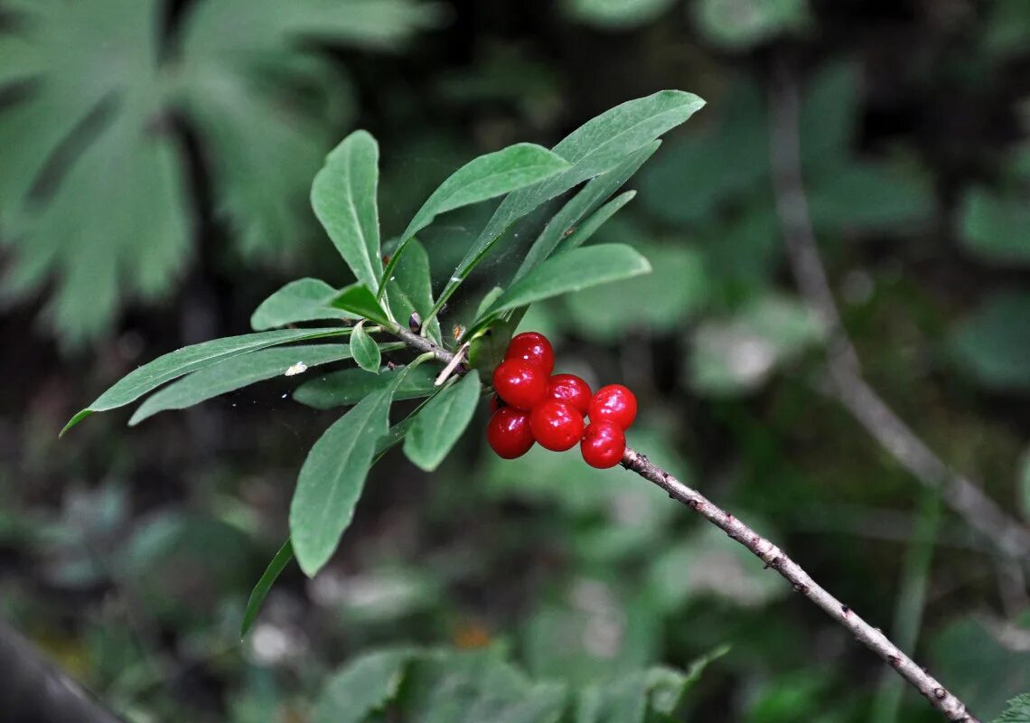 File:Daphne mezereum o.JPG - Wikipedia