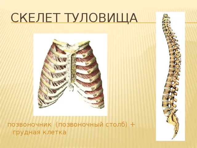 Скелет туловища биология 8 класс. Скелет туловища, позвоночный столб,ребра,грудина.. скелет туловища позвоночный столб и грудная клетка. скелет туловища грудная клетка функции. скелет туловища грудина 2 пары.