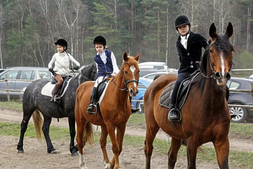 Верховая езда называется. Конный спорт посадка всадника. Лошадь с седлом и всадником. Занятия по верховой езде. Седлер.