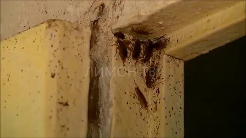Тараканы в старых домах