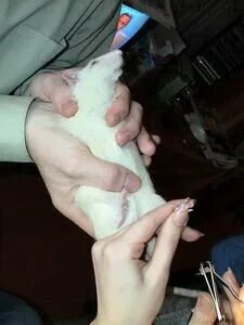 Хомякам стригут когти