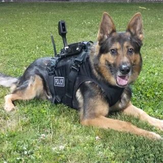 VPD Canine Unit Twitterissä: "PSD Bosco using the K9 Storm Intruder 2