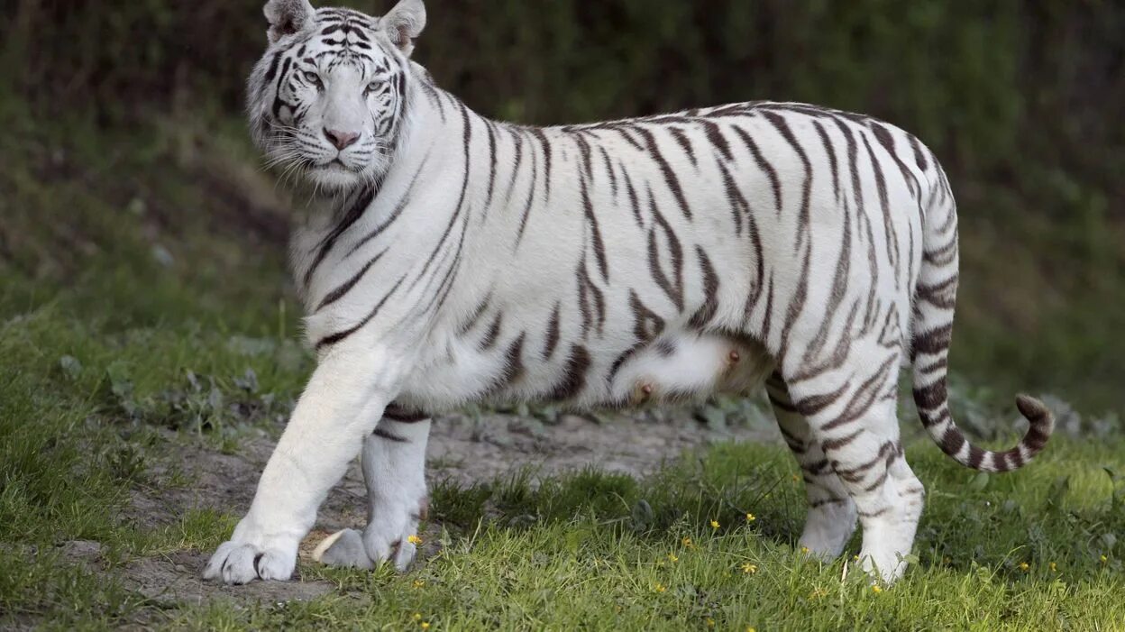 Уссурийский тигр. Амурский тигр альбинос. Золотой бенгальский тигр. Бенгальский тигр окрас. Амурский тигр (panthera tigris).