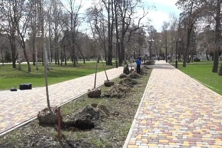 В старом парке есть кленовая аллея. Парк культуры Тамбов аллея. Замок в парке культуры Тамбов. Посадка Кленовой аллеи на Партизанской Поляне. Кленовый парк.