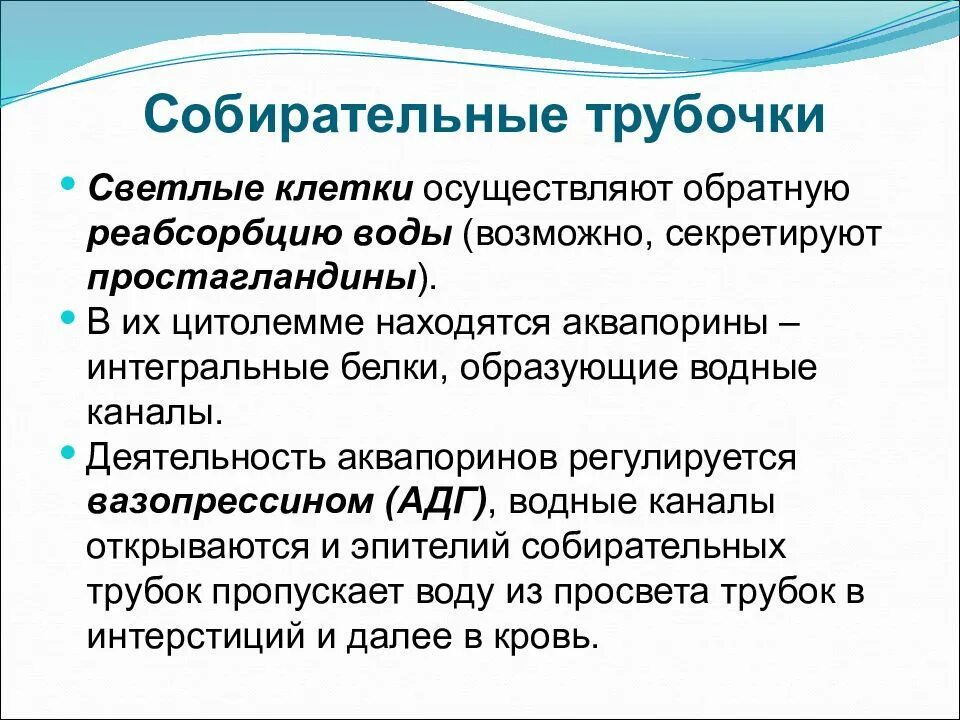Работа нефрона схема. Какой процесс происходит в собирательной трубочке. Собирательные трубочки почек функция. Реабсорбция ионов натрия в нефроне. Строение нефрона собирательная трубочка.