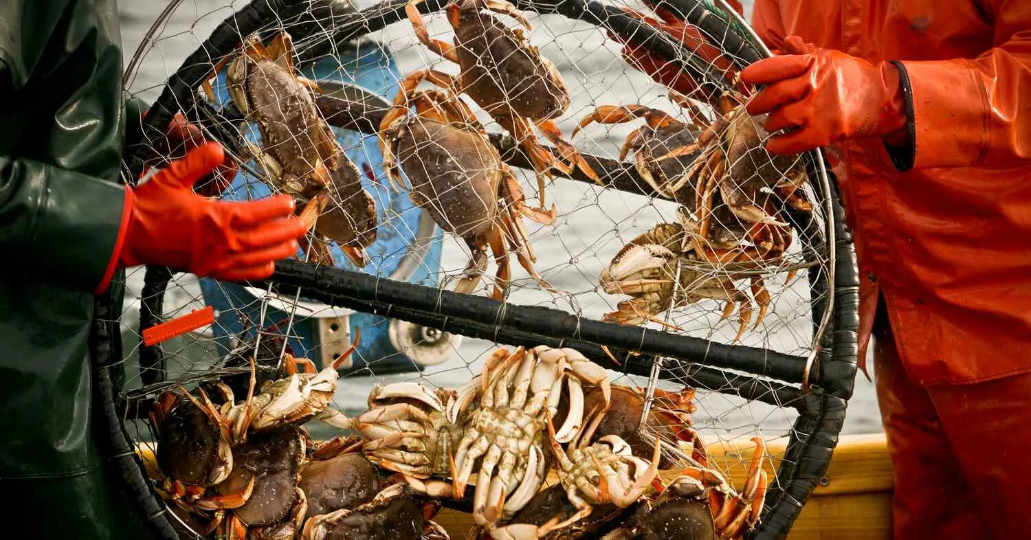 Производство крабов. Аквакультура краба. Крабы камчатские аквакультура. Морепродукты 1. Крабы на Аляске.