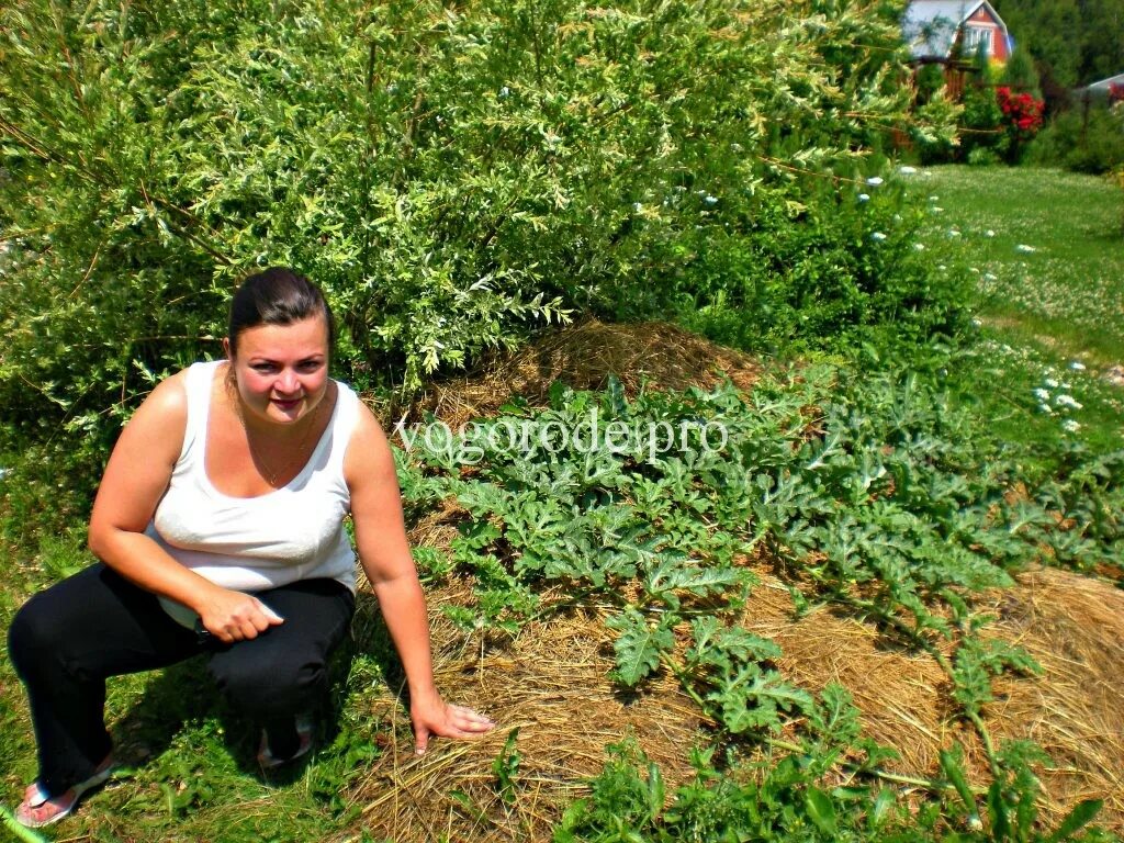 Огород Натальи сморчковой из Подмосковья. Как вырасти арбуз в подмосковье