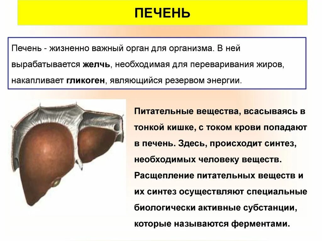 Печень большая железа. Печень жизненно важный орган. Самая крупная железа вырабатывающая желчь. Крупная железа рыбы вырабатывающая желчь.