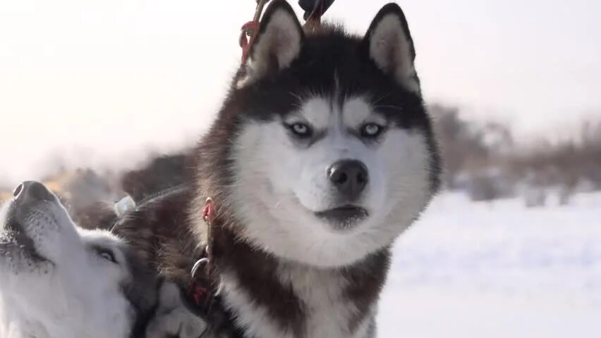 Хаски видео. С хаски на роликах. husky 2g. интересное хаски видео.