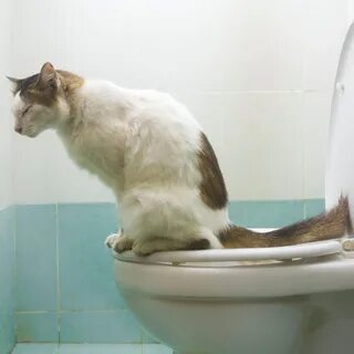 Causes of Cat Poop Mold.