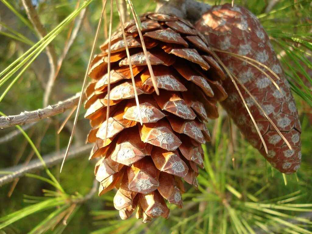 Плод хвойного. Сосна Пиния шишки. Pinus pinea шишка. Пиния (сосна итальянская)шишки. Сосна Пицундская шишки.