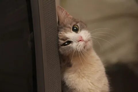 Тоскующий кот
