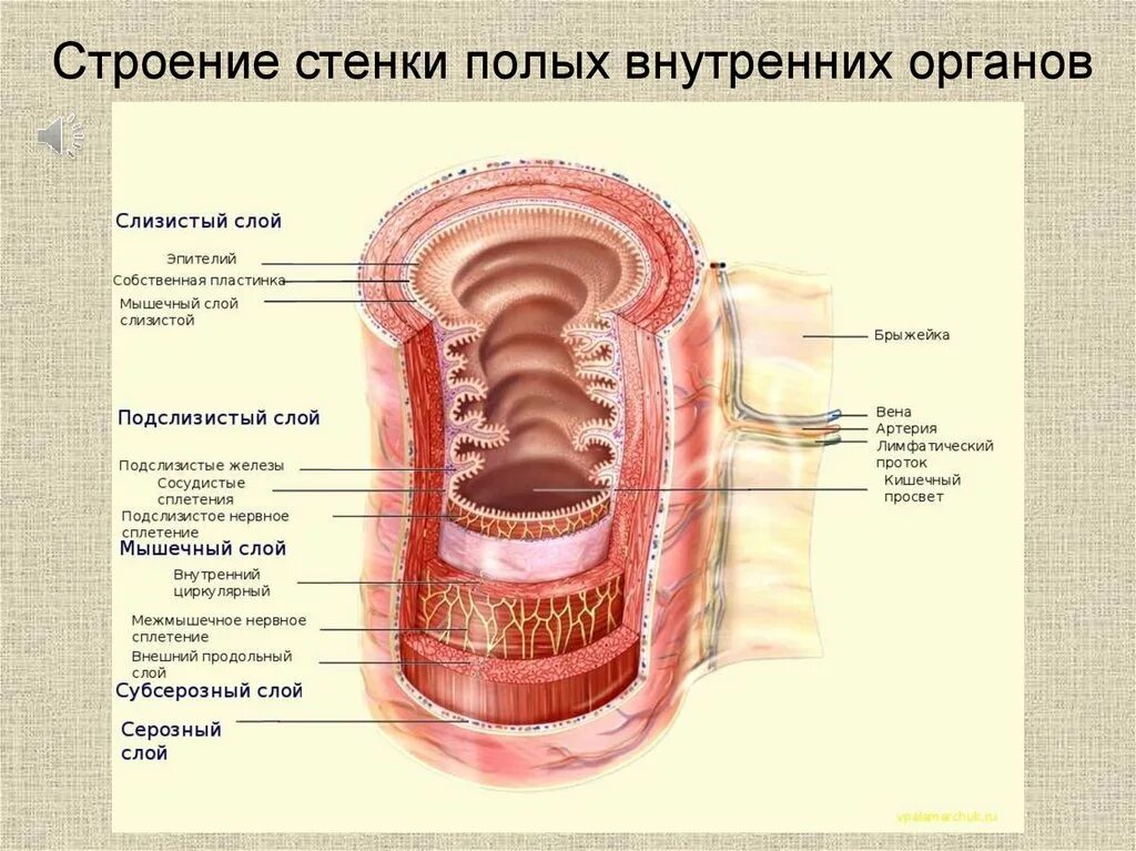 Стенки полого органа. Строение толстого кишечника слои. стенка толстого кишечника анатомия. строение стенки тонкого кишечника структура. структура слизистой оболочки толстого кишечника.