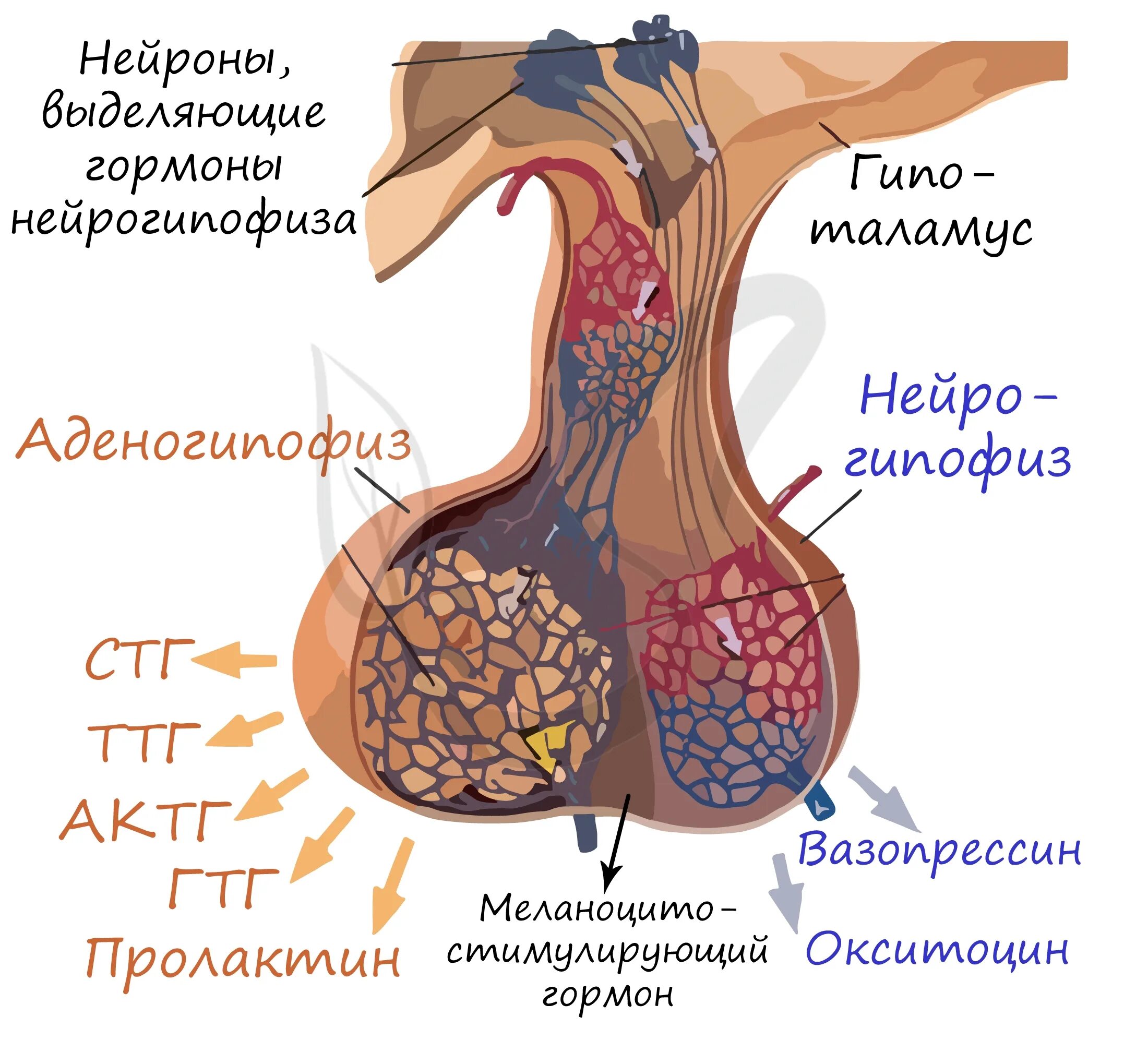 Какой гормон выделяется в гипофизе. Тропный гормон гипофиза. тропные гормоны аденогипофиза. гормон вазопрессин железа. гипофиз выделяет гормон.