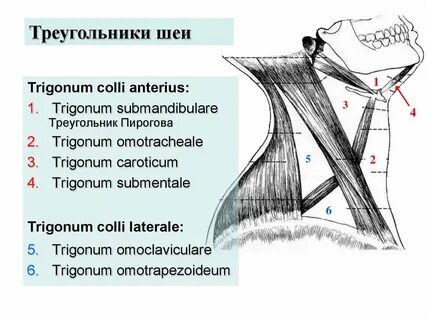 Треугольники анатомия