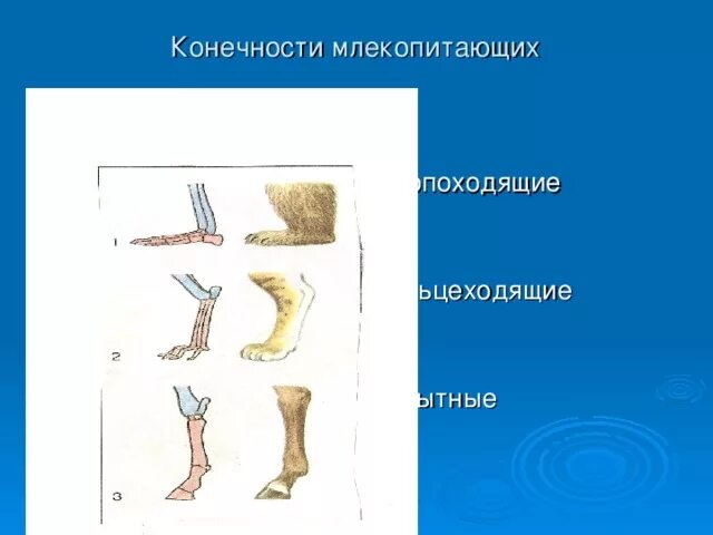 Расположение конечностей у млекопитающих. Стопоходящие пальцеходящие. Конечности млекопитающих. Строение конечностей млекопитающих. Стопоходящие и пальцеходящие млекопитающие.