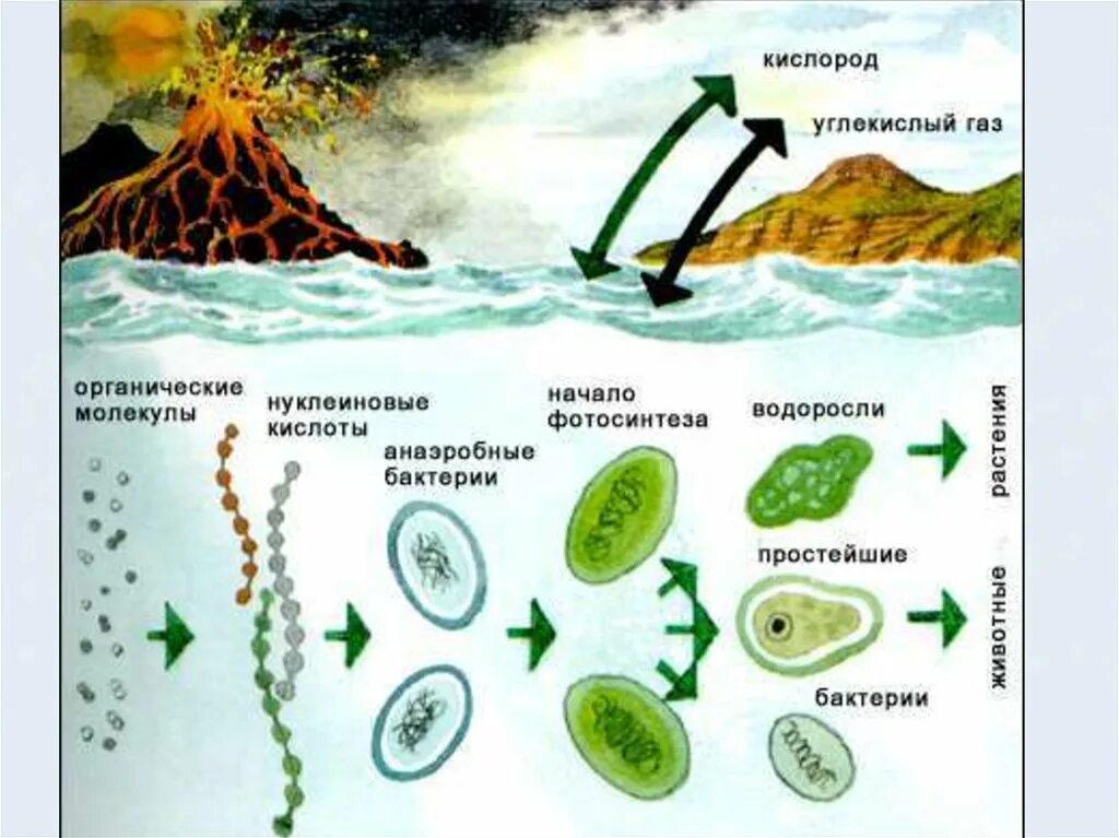 Биохимическая теория возникновения