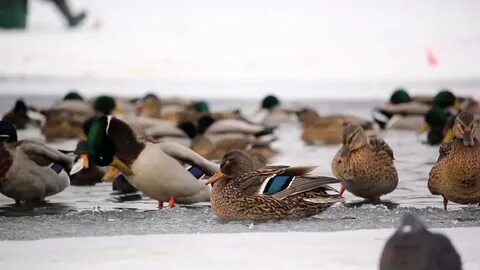 Голос селезня весной для подзыва утки
