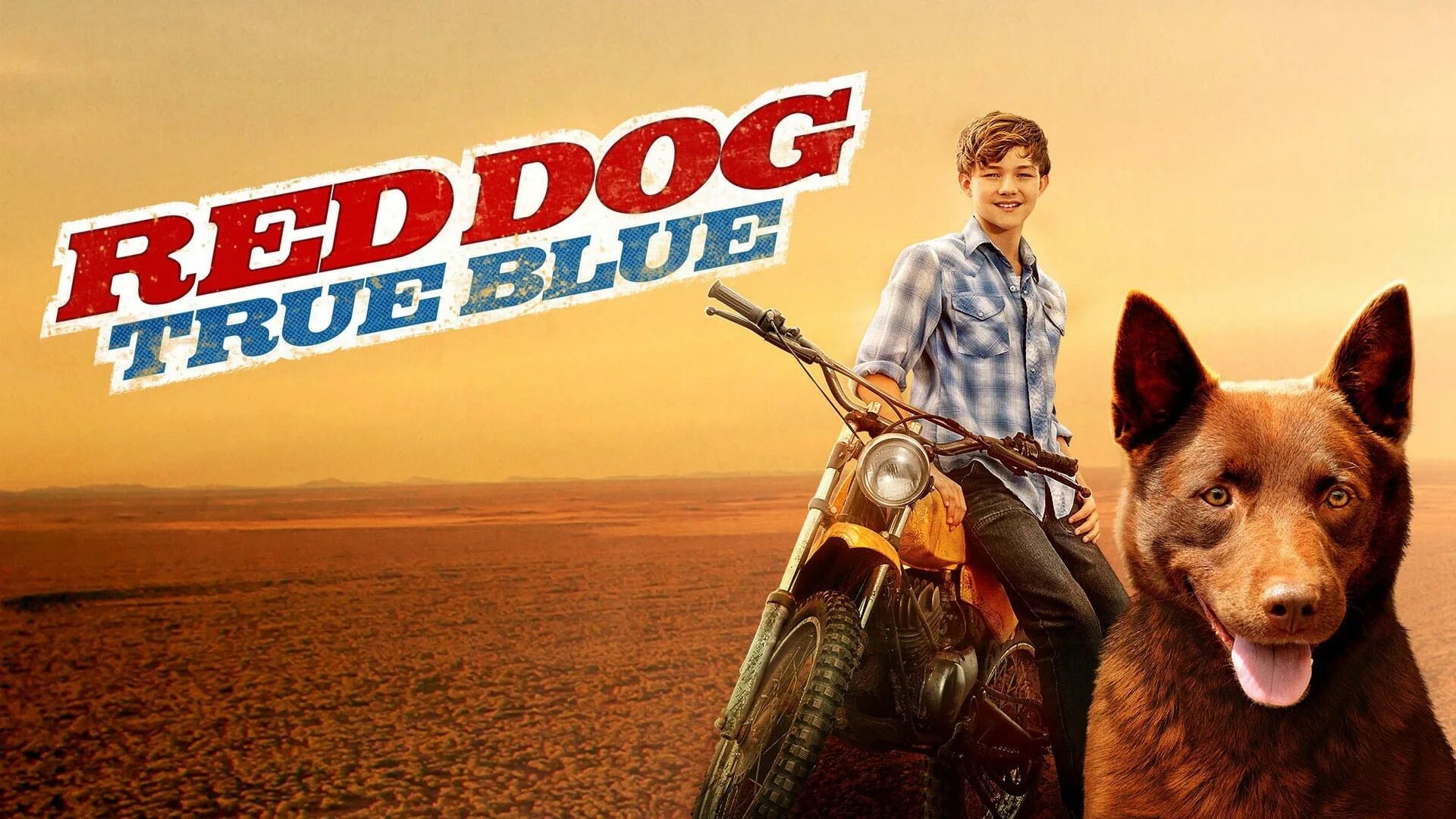 True dogs. Щенок фотопортрет. Ревнуют ли собаки. Рыжий пес (2011) red dog. True dogs.