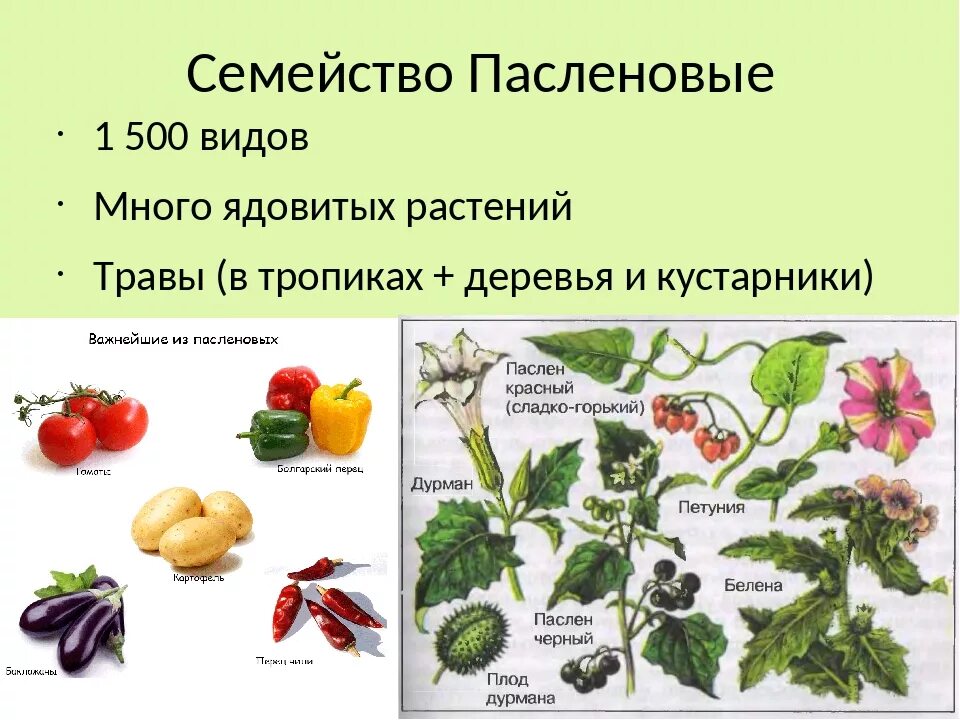 Растения семейства пасленовых. Семейство Пасленовые представители. Представители пасленовых растений. Паслёновые растения представители семейства. Известно что картофель или паслен