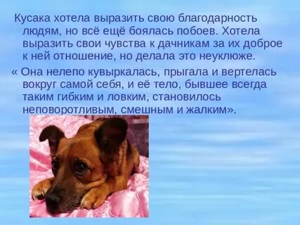 Почему собака не доверяет