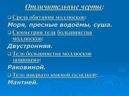 Симметрия тела двустворчатых моллюсков