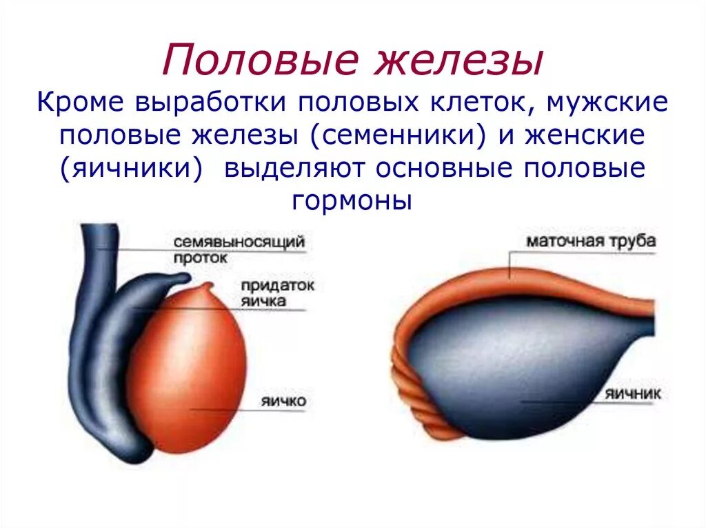 Мужские железы название