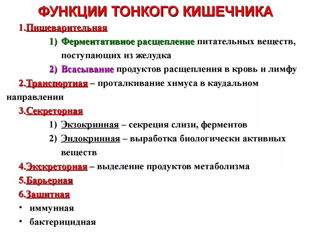 Какие функции толстого кишечника. Тонкий кишечник функции кратко. Функции тонкой кишки кратко. Функция тонкой кишки в организме человека кратко и понятно. Функции тонкого кишечника человека кратко.