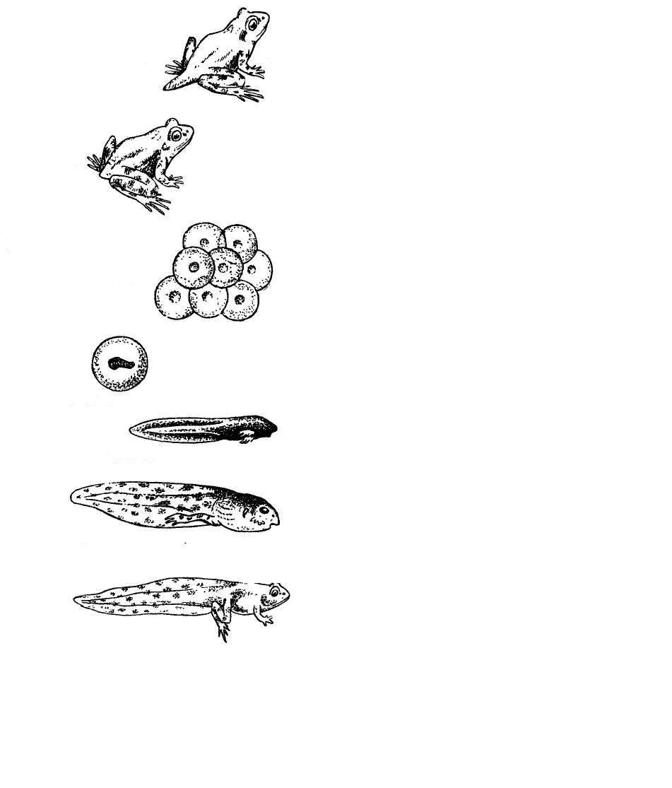 Звенья цикла развития лягушки. Стадии развития лягушки от икринки. Стадии цикла развития лягушки. Икринка головастик лягушка схема.