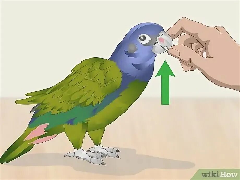 Пернатые домашние питомцы. Гладить птицу. Погладь сову. Подстреленная ласточка. Сову гладят.