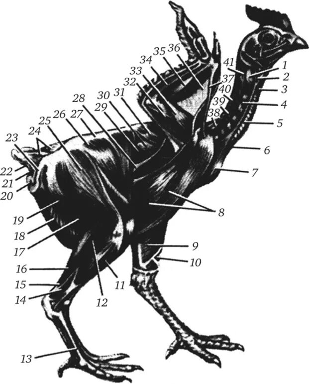 Особенности скелета и мускулатуры птиц. Мышечный скелет птицы. Мышечная система птиц строение. Мускулатура птиц. Строение мышц птицы.