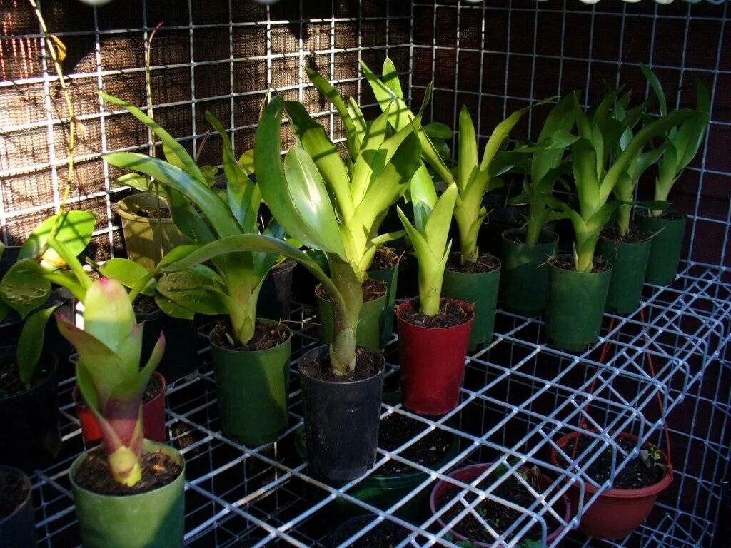 Гузмания уход в домашних пересадка. Гузмания Никарагуанская (Guzmania nicaraguensis). Гузмания корни. Гузмания отростки. Гузмания размножение.